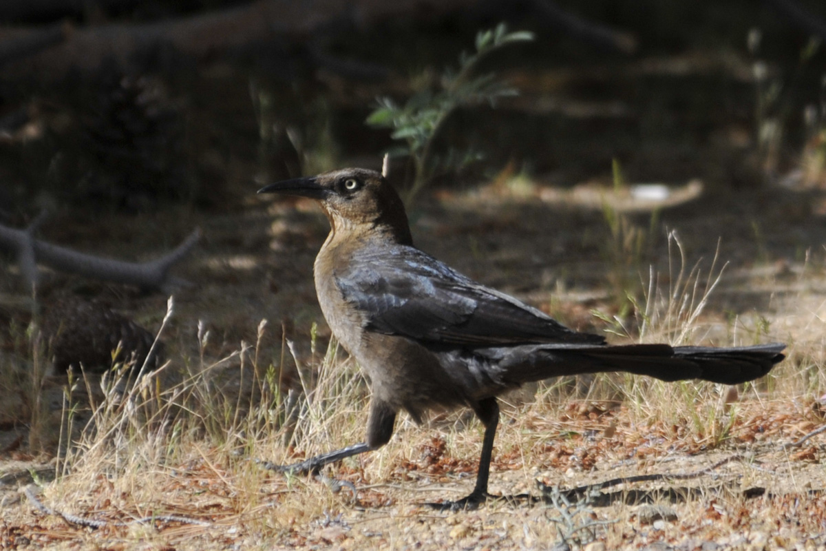Great-tailed Grackle