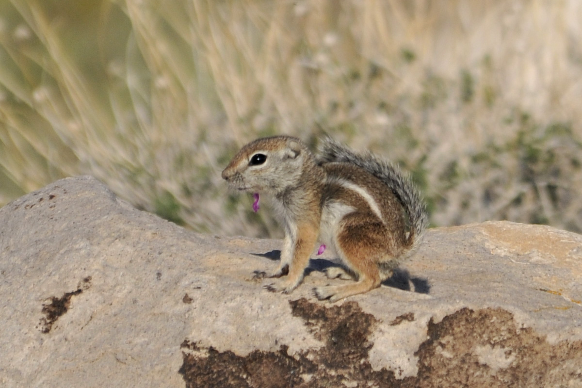Harris’ Antelope Squirrel