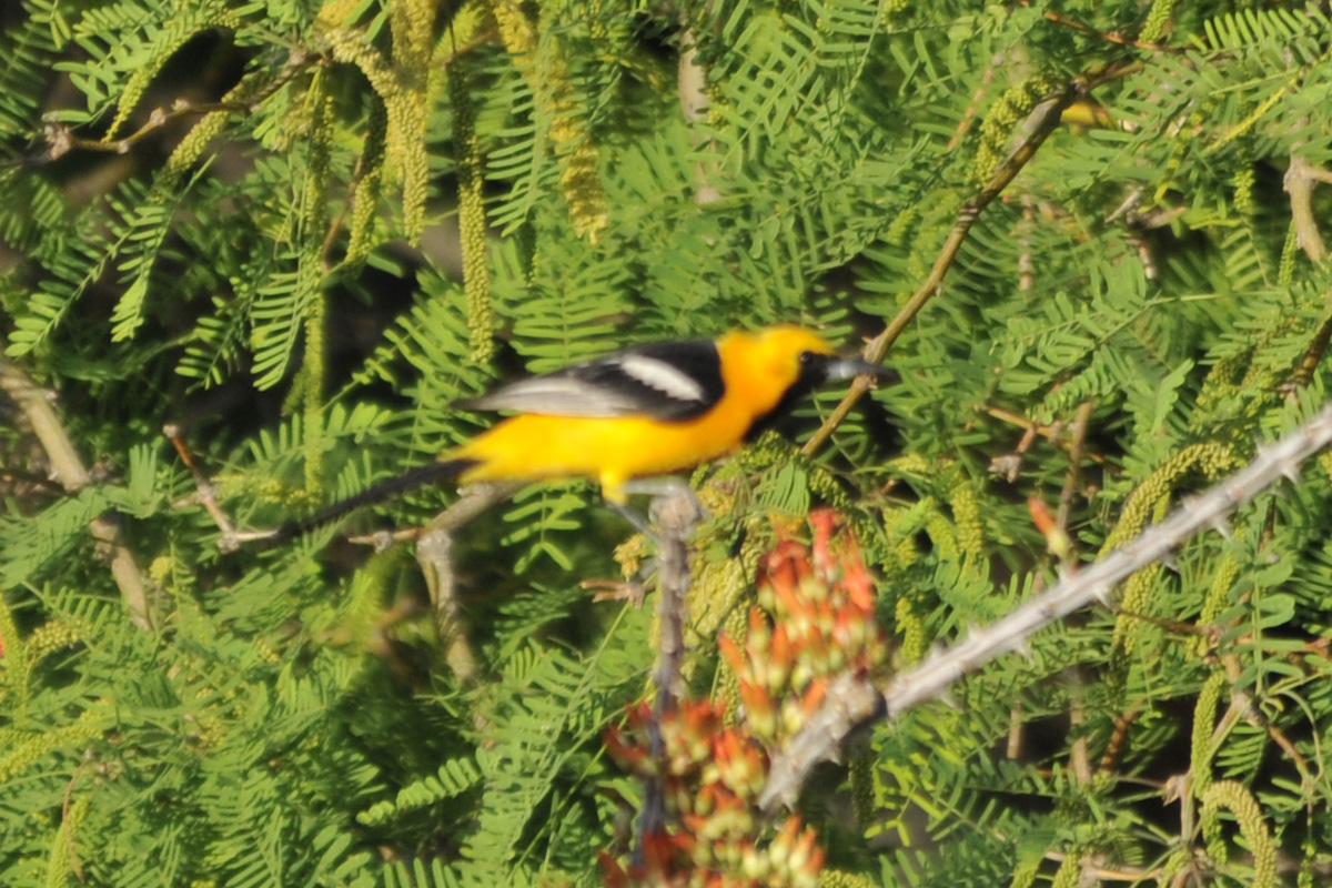 Hooded Oriole – ムナグロムクドリモドキ