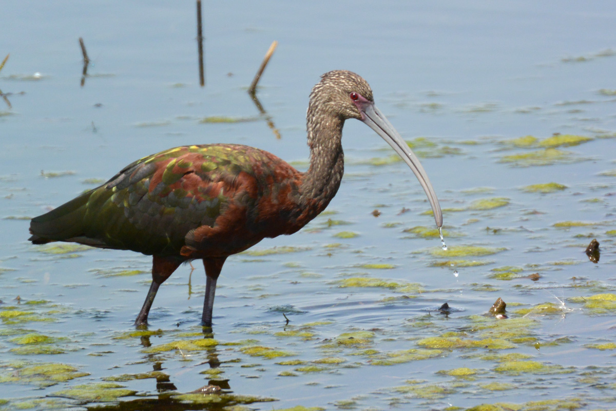 White-faced Ibis – カオジロブロンズトキ