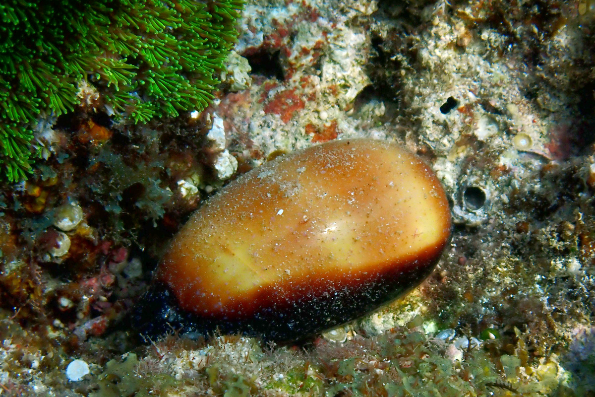 Mole Cowry – タルダカラ