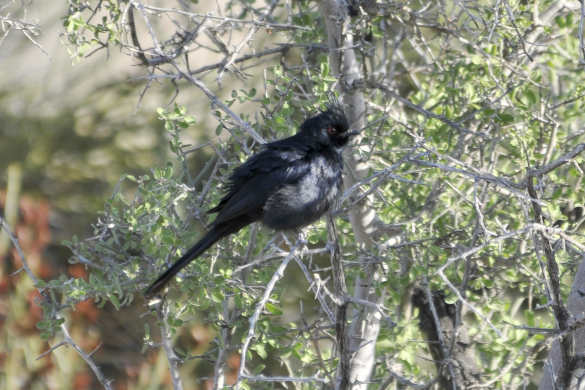 Phainopepla – レンジャクモドキ