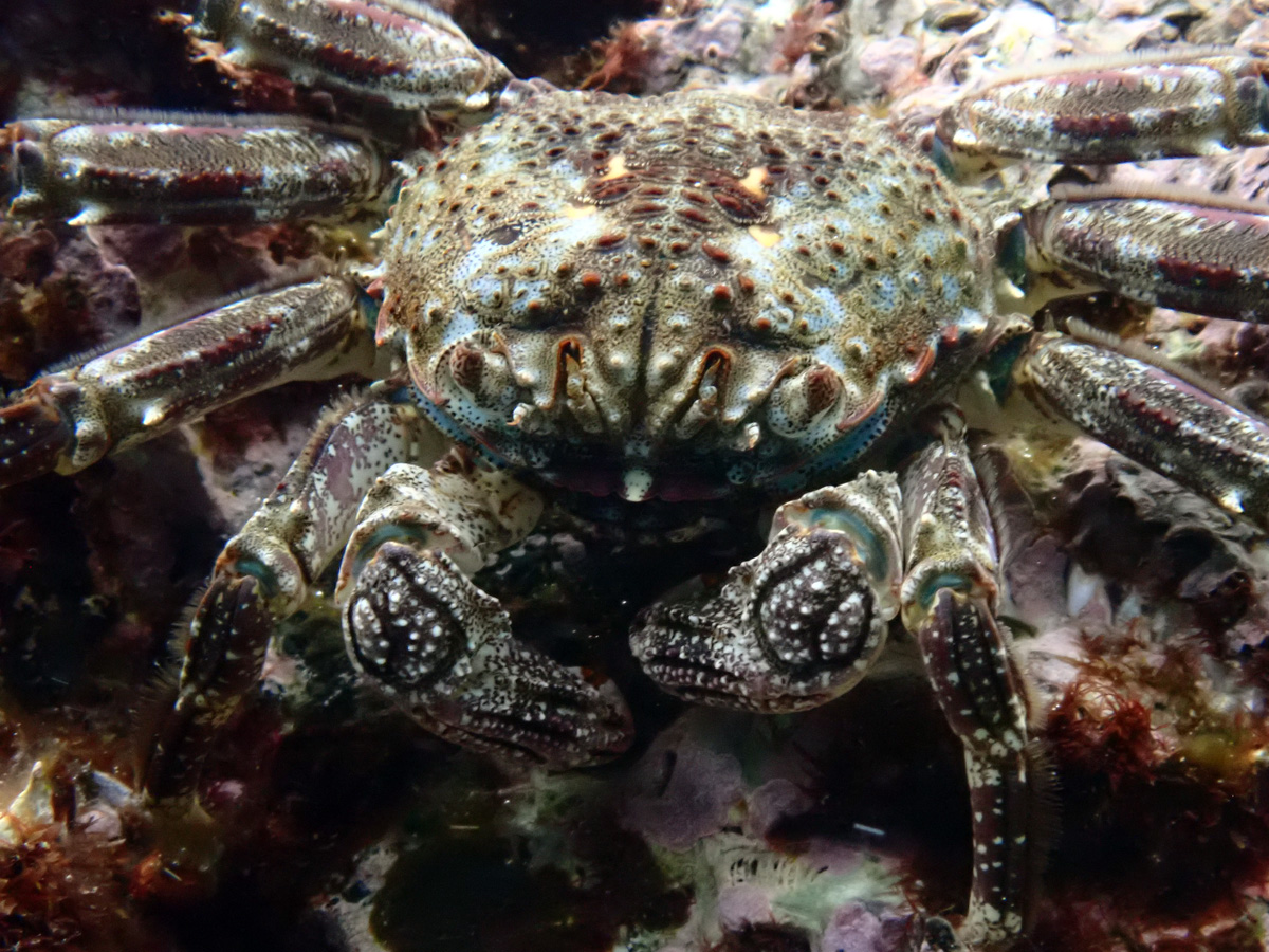 Plagusia immaculata – ツブイボショウジンガニ