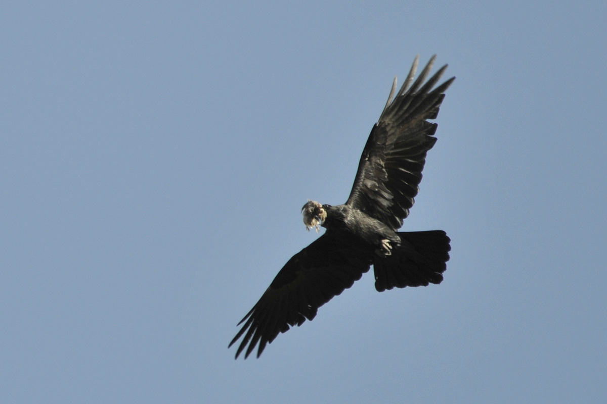 Common Raven – ワタリガラス