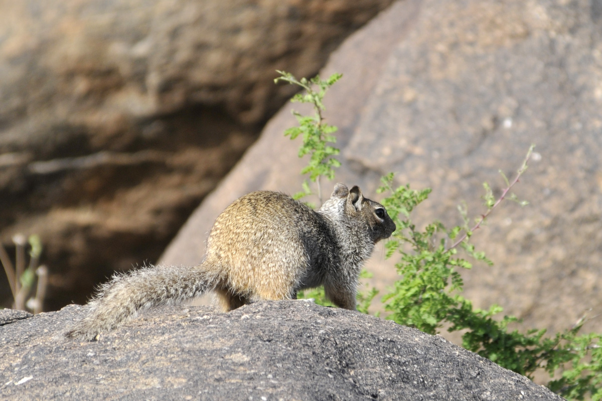 Rock Squirrel – カワリイワジリス
