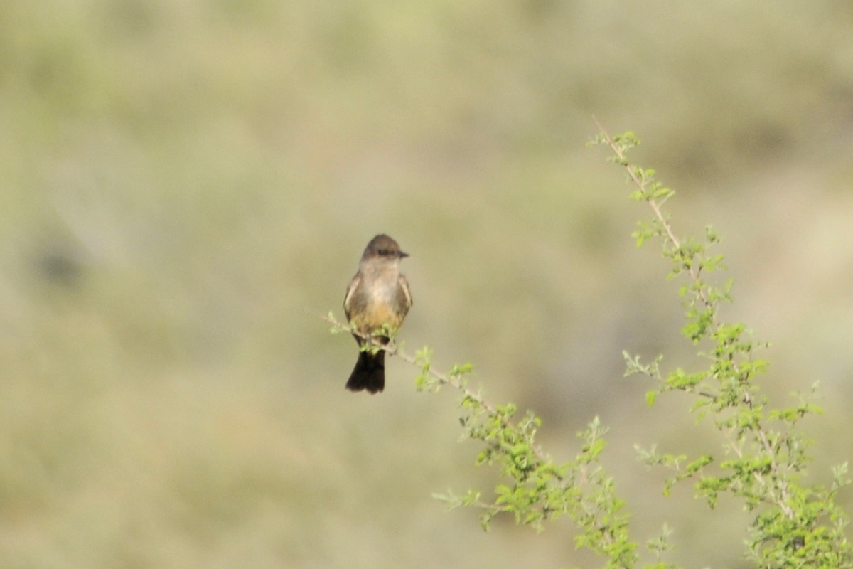 Say’s Phoebe – チャイロツキヒメハエトリ