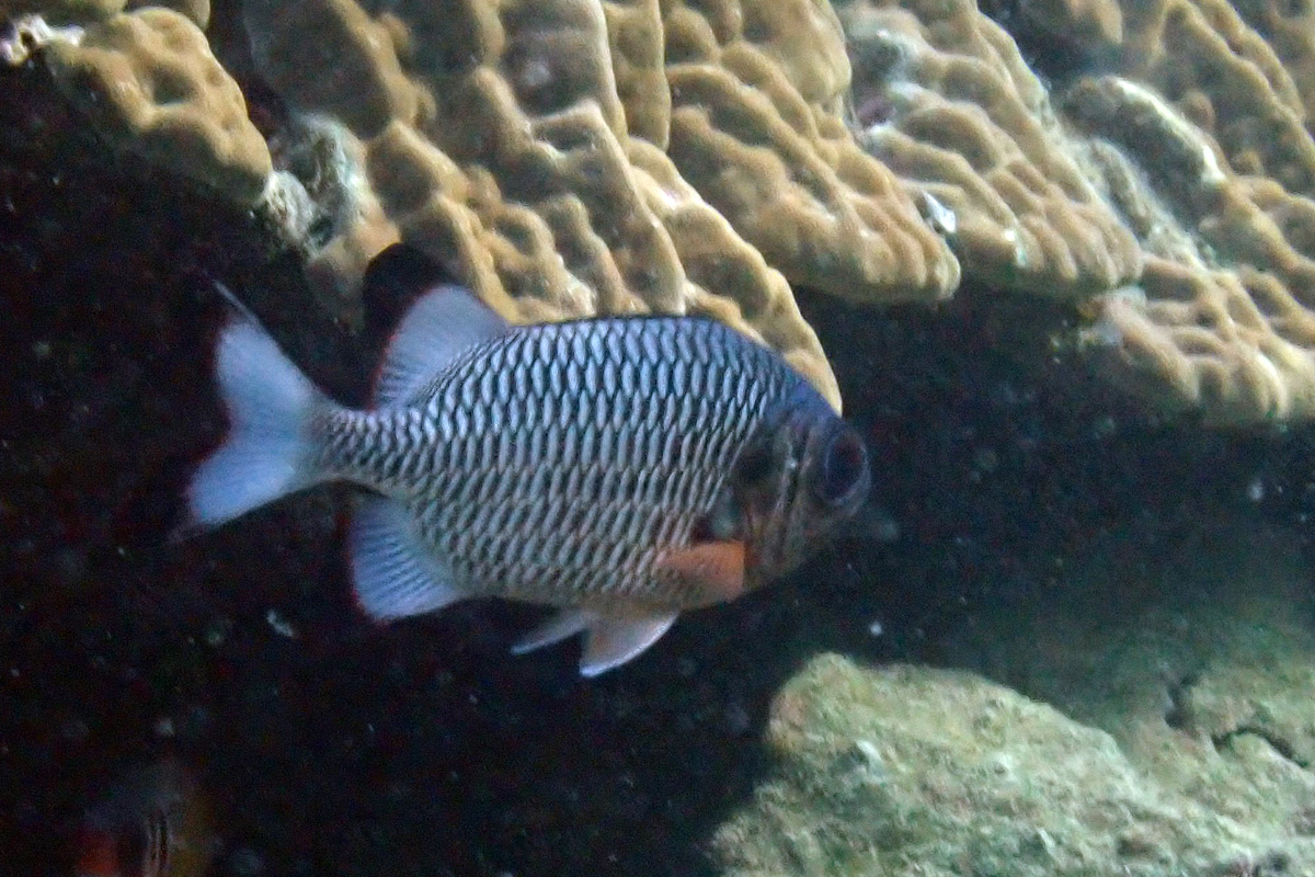 Shadowfin Soldierfish – ツマグロマツカサ