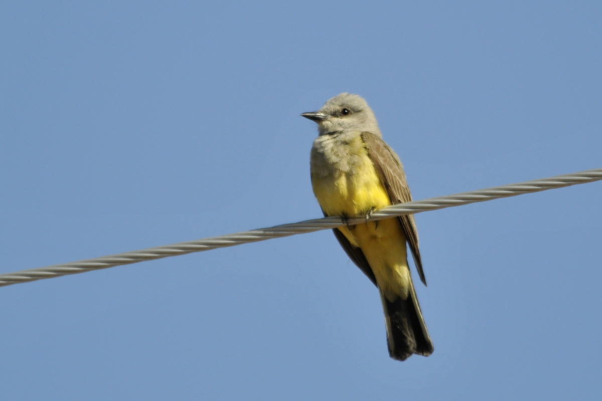 Western Kingbird – ニシタイランチョウ