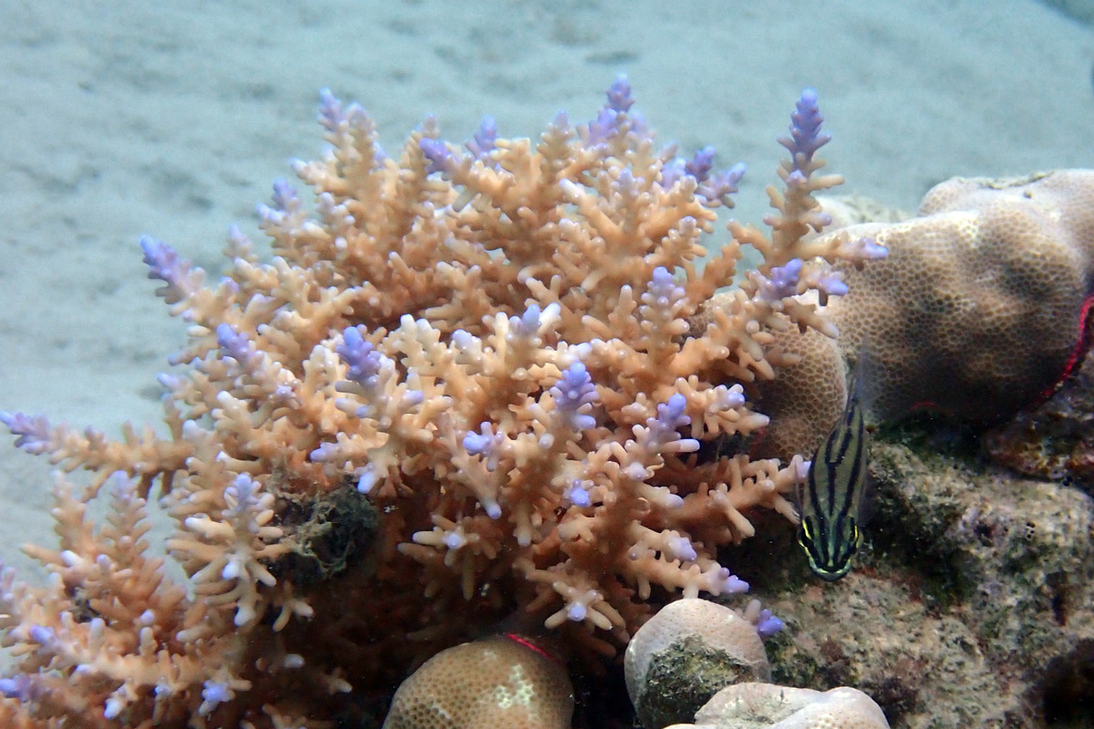 Acropora – ミドリイシ