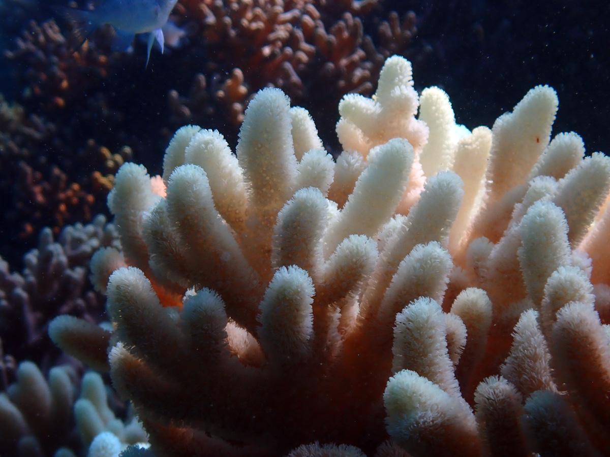 Finger Leather Coral – イボウネタケ