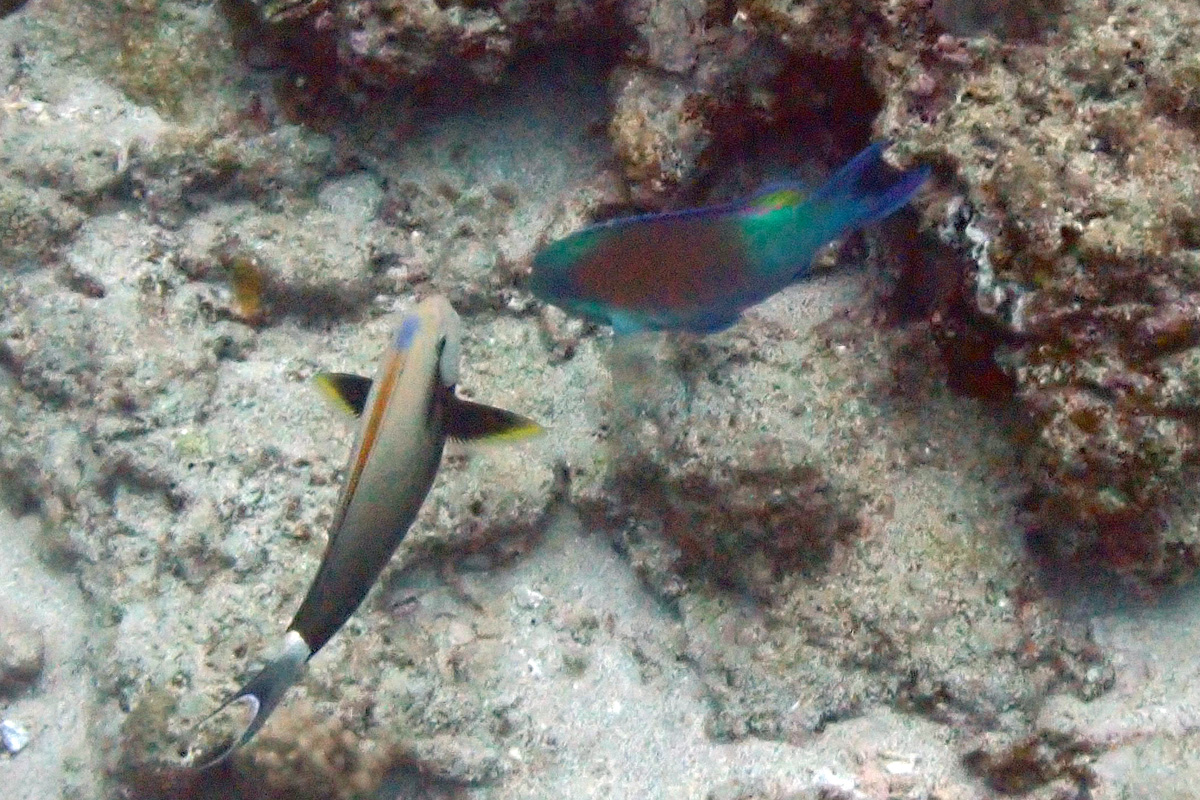 Blackstreak Surgeonfish – クロモンツキ