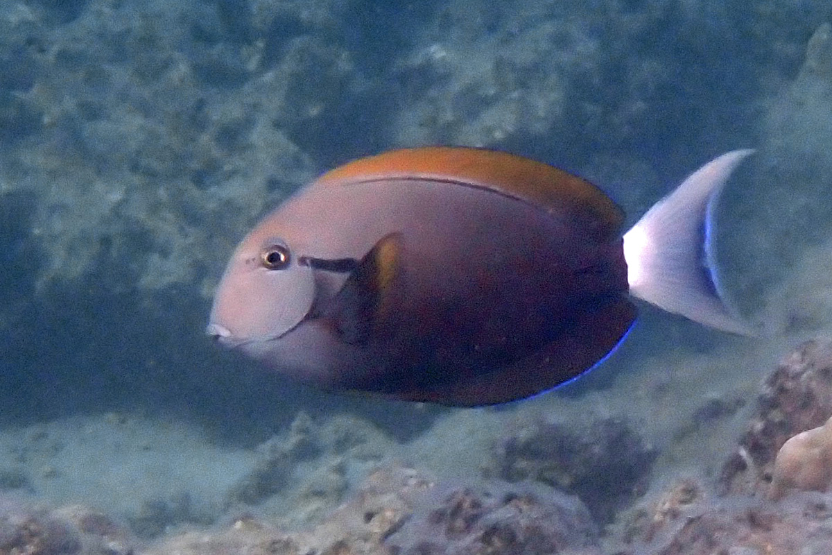 Blackstreak Surgeonfish – クロモンツキ