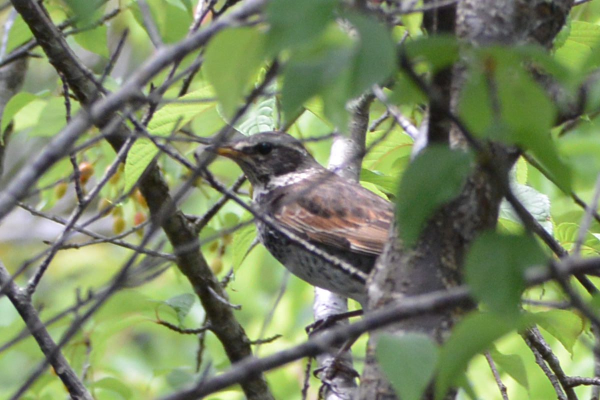 Dusky Thrush – ツグミ
