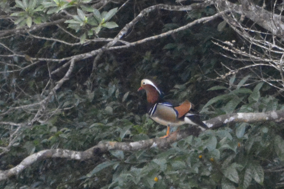 Mandarin Duck – オシドリ