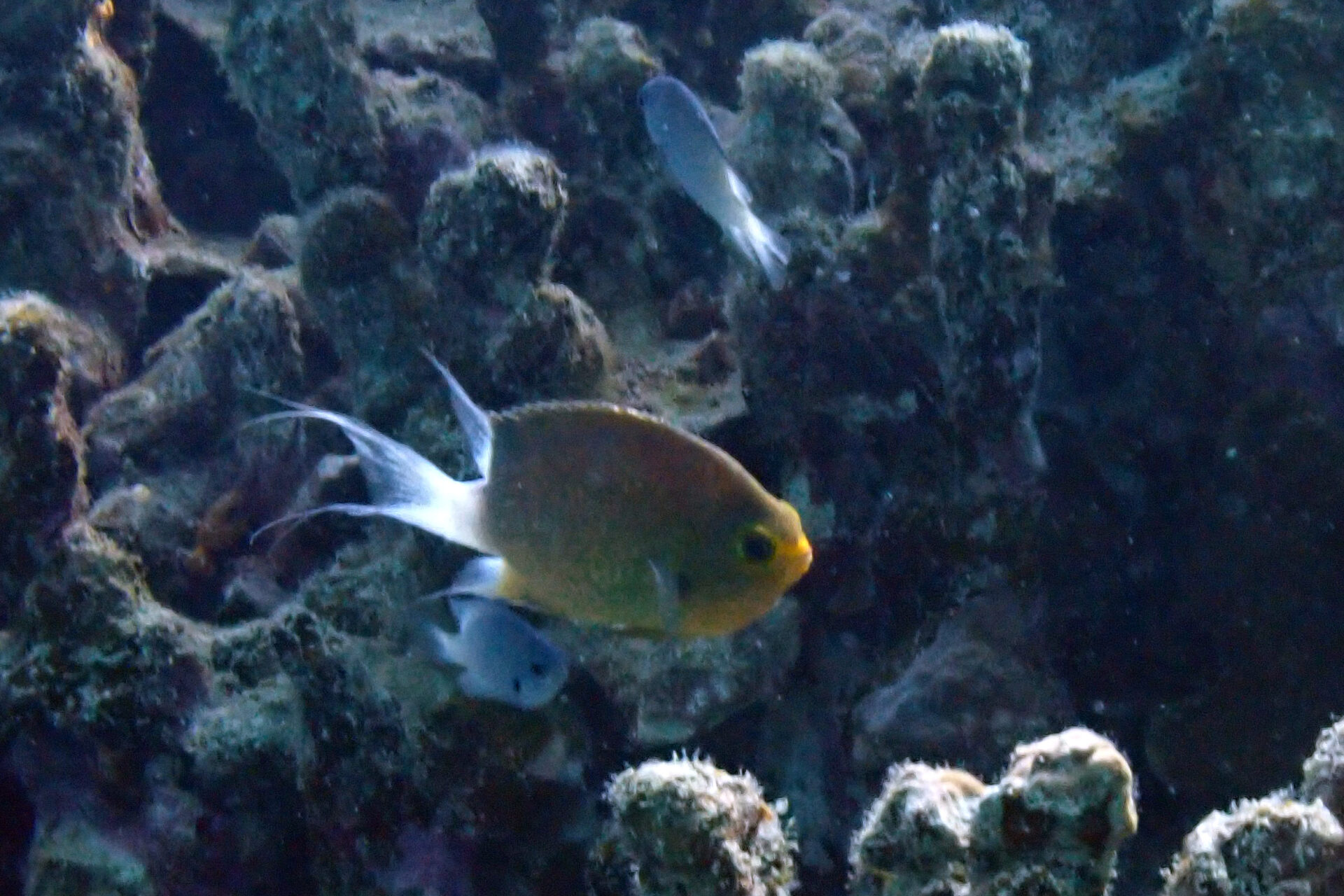 Ovate Chromis – マルスズメダイ