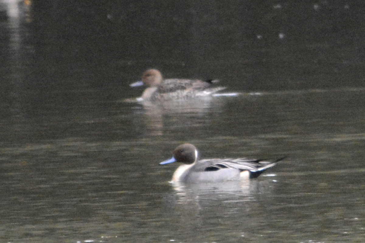 Northern Pintail – オナガガモ