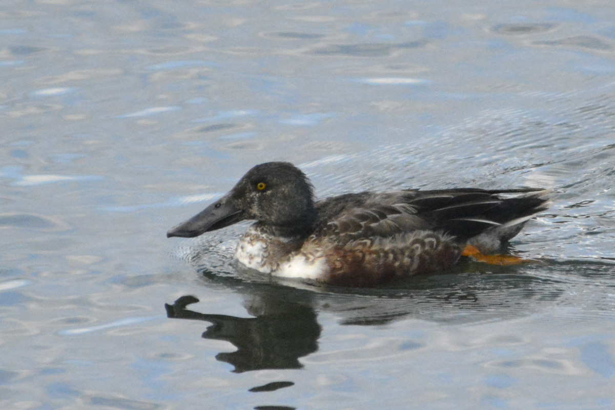Northern Shoveler – ハシビロガモ