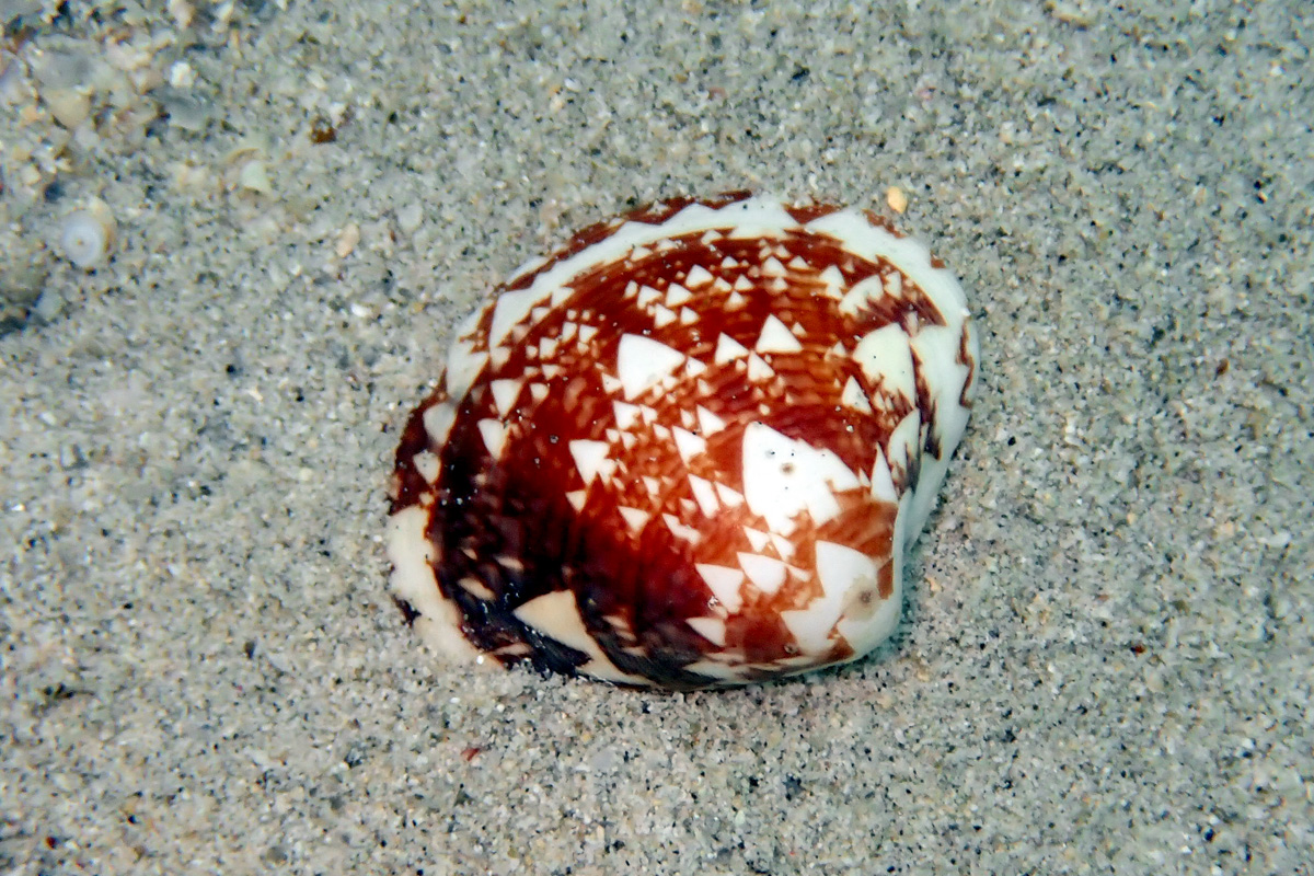 Dark Pitar Venus – サラサガイ