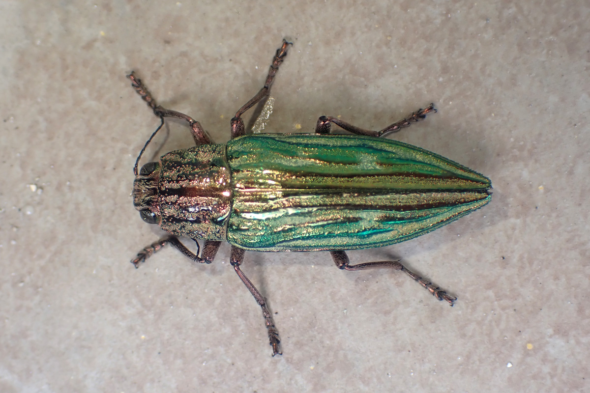 Flat-headed Wood-borer – ウバタマムシ