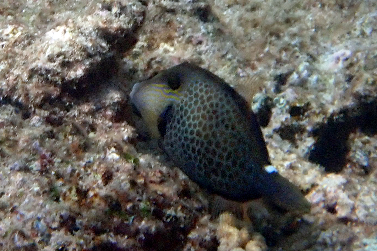 Honeycomb Filefish – アミメウマヅラハギ
