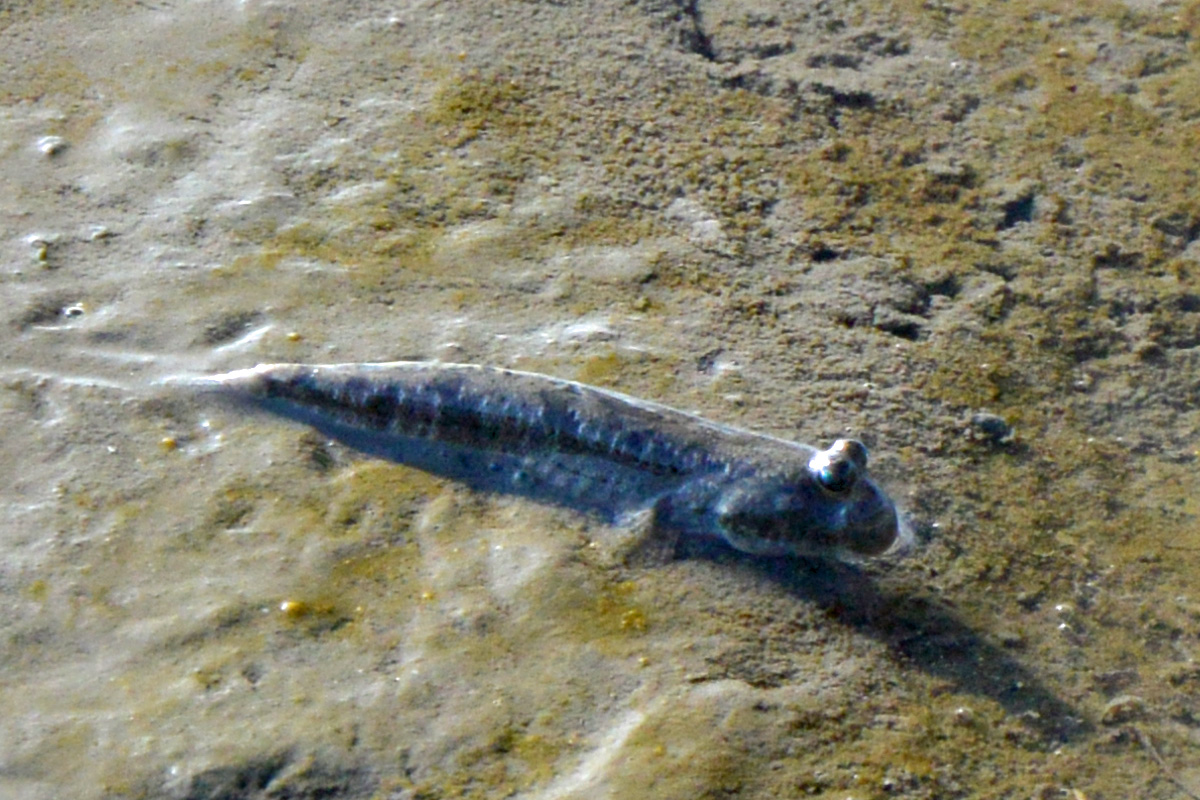 Mudskipper – ムツゴロウ