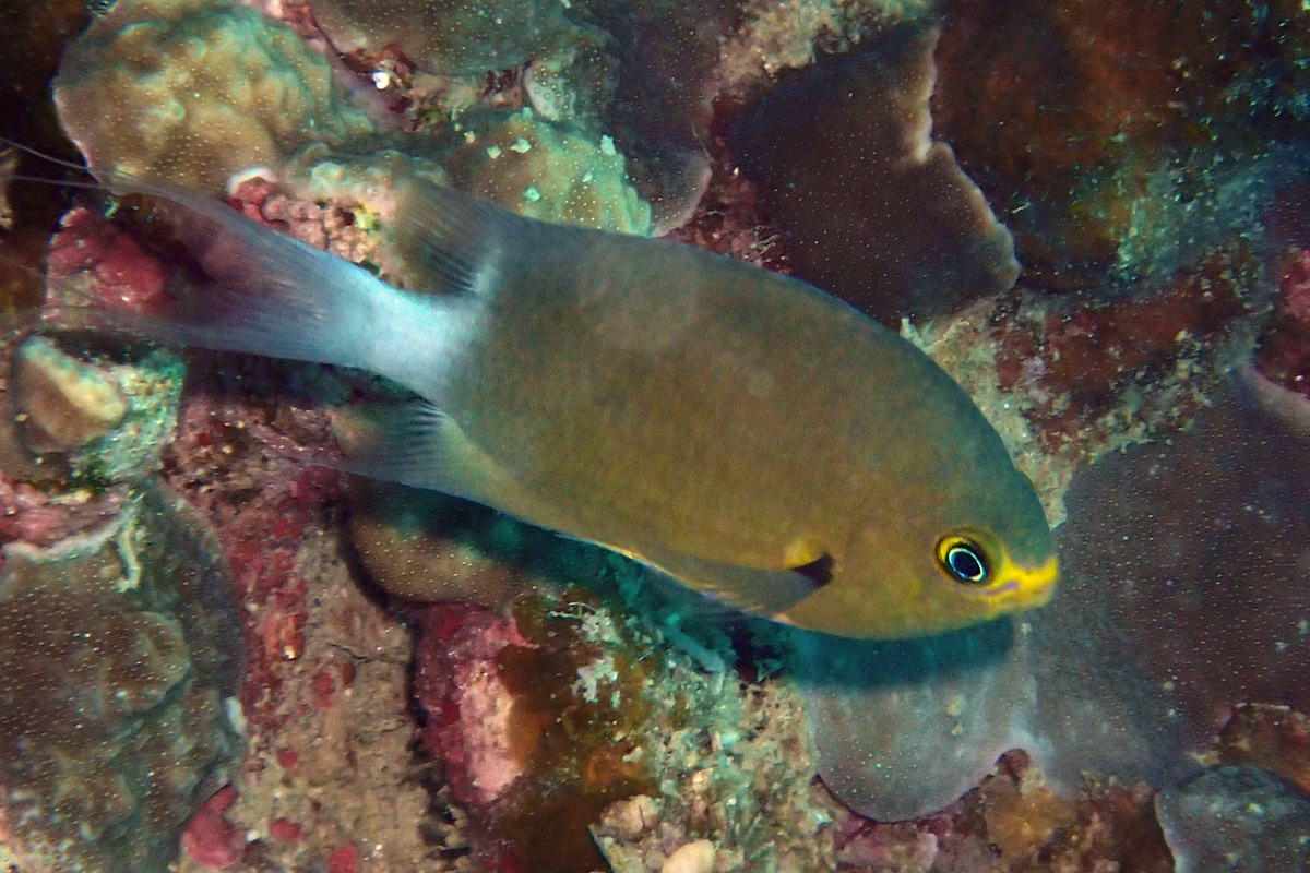 Ovate Chromis – マルスズメダイ