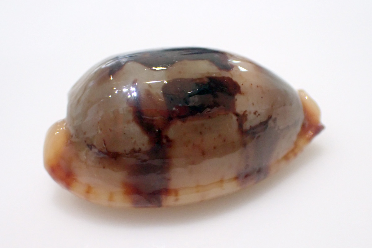 Stolid Cowry – スソヨツメダカラ