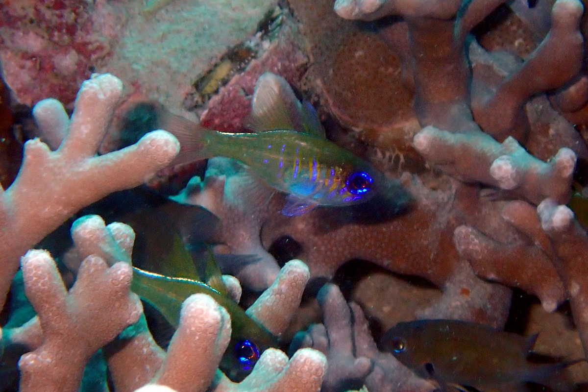 Threadfin Cardinalfish – イトヒキテンジクダイ