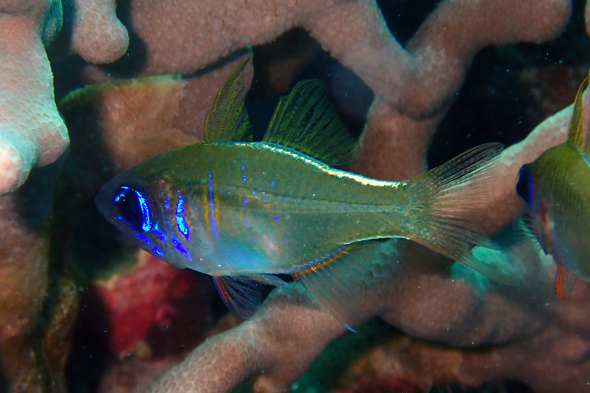 Threadfin Cardinalfish – イトヒキテンジクダイ