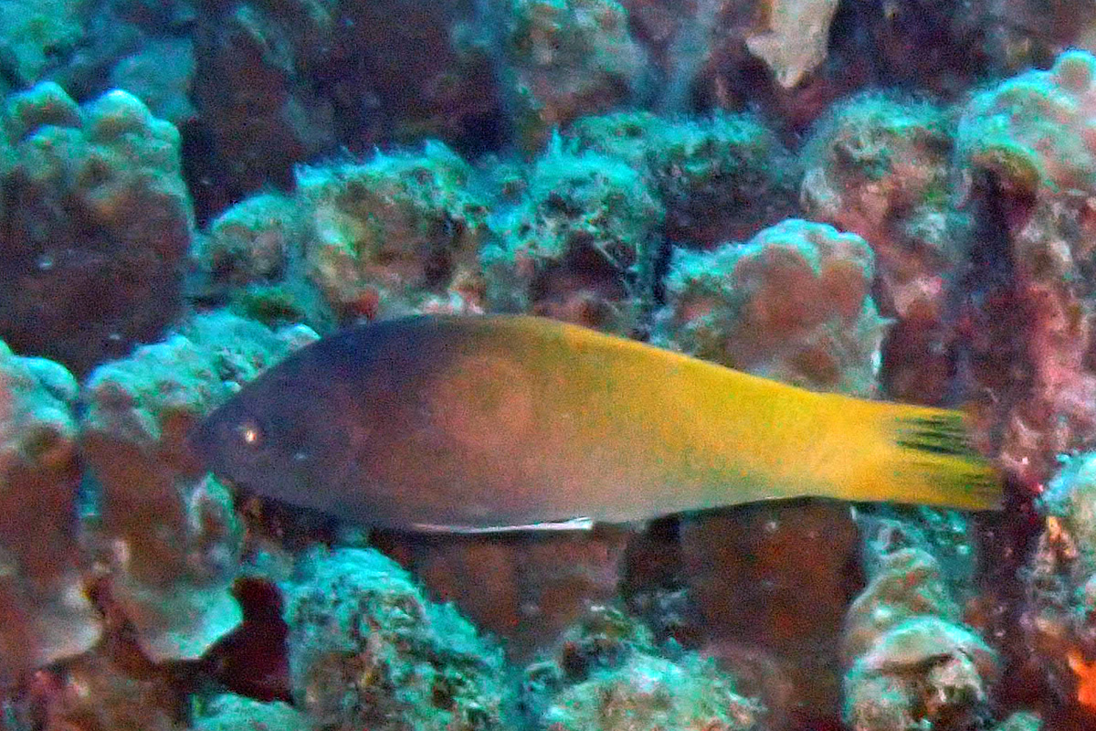 Twotone Wrasse – ムナテンベラダマシ