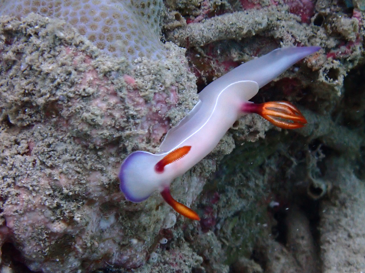 Bullock’s Hypselodoris – ゾウゲイロウミウシ