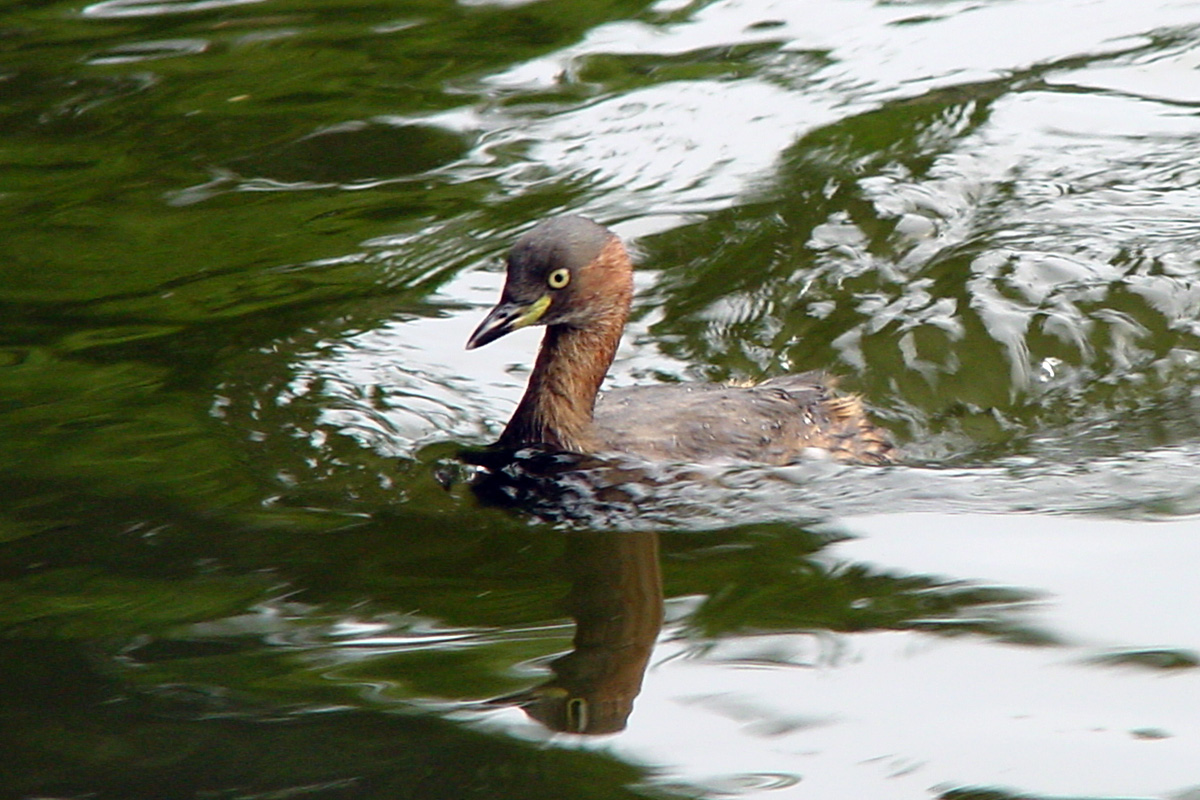 Little Grebe – カイツブリ