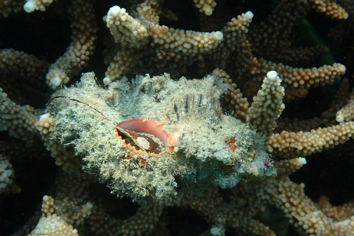 Orange-mouthed Triton – ツブリボラ