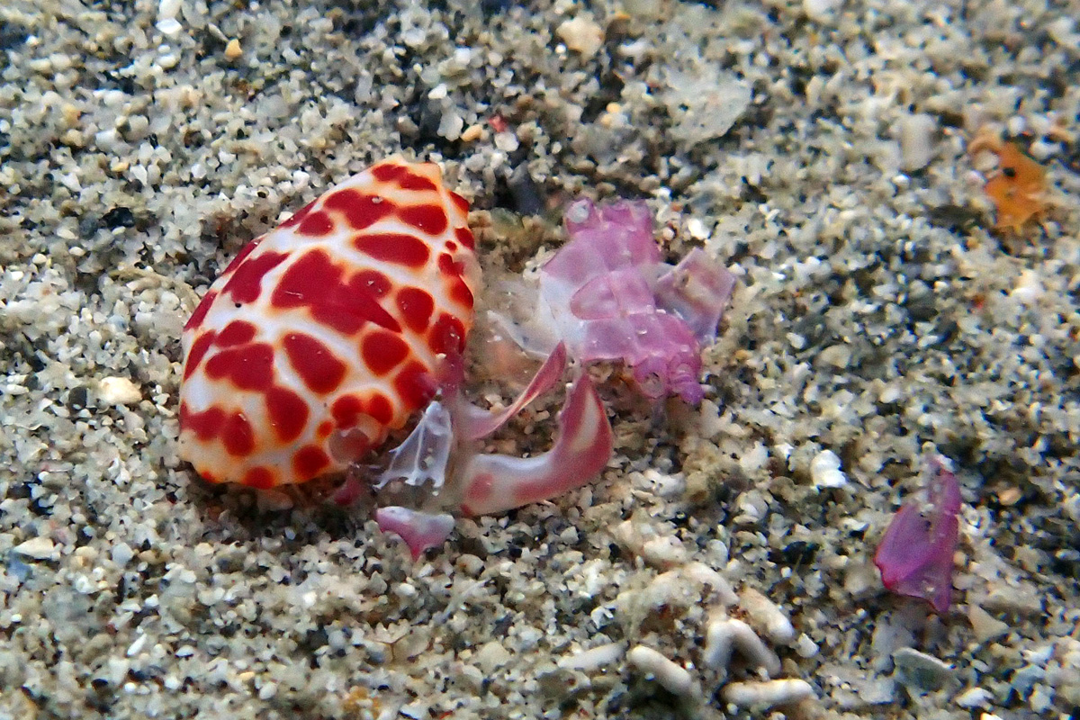 Red Liomera – シロスジベニオウギガニ