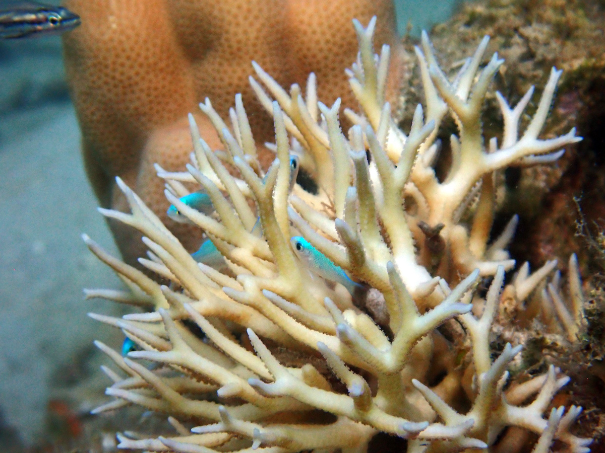 Spiny Seriatopora – トゲサンゴ