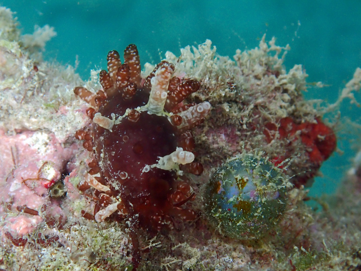 Limacina Cowry – シボリダカラ