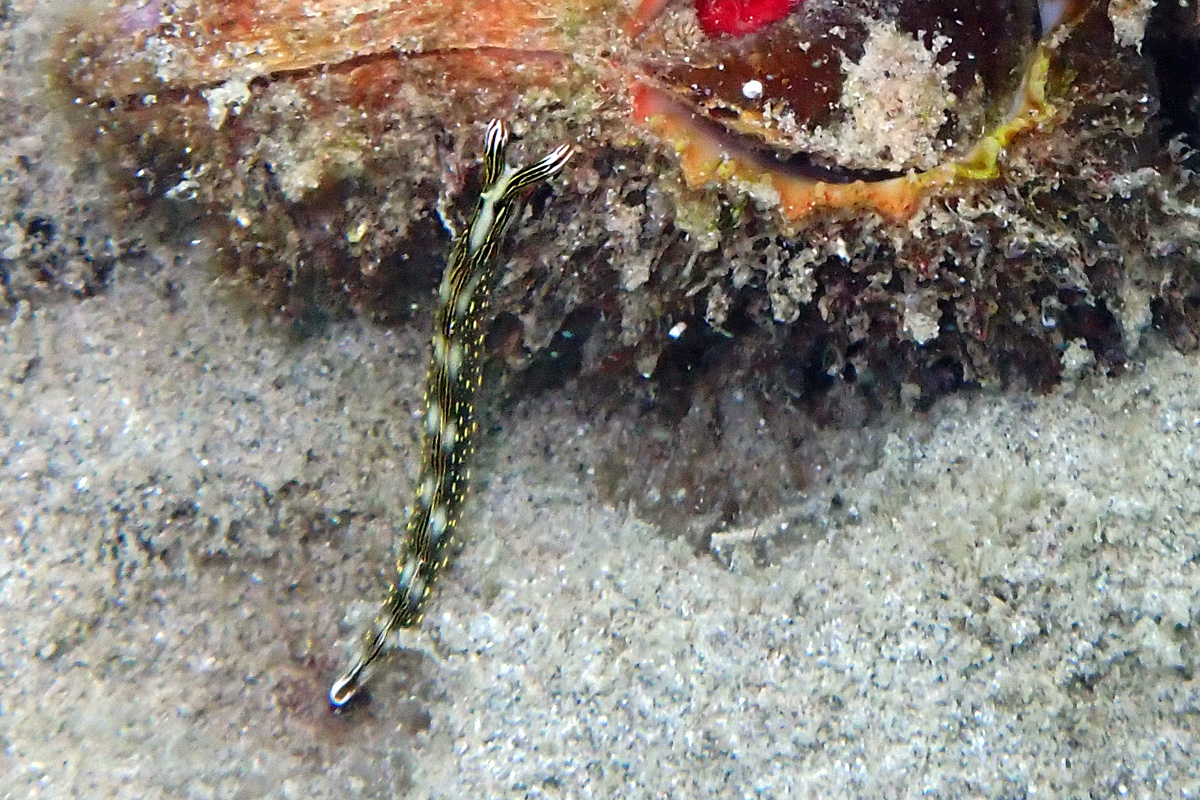 Splendid Sapsucking Slug – ハナミドリガイ