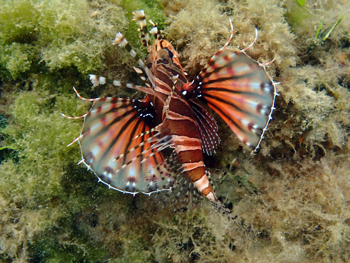 Zebra Lionfish – キリンミノ