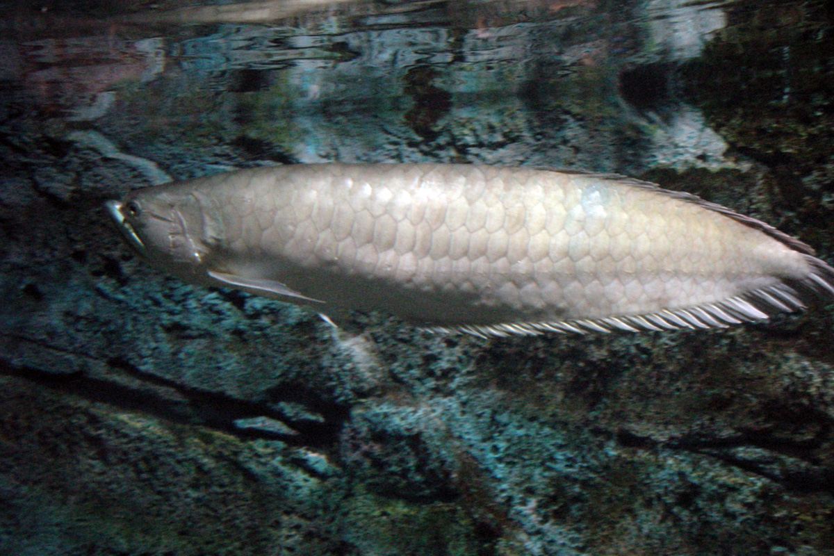 Arowana