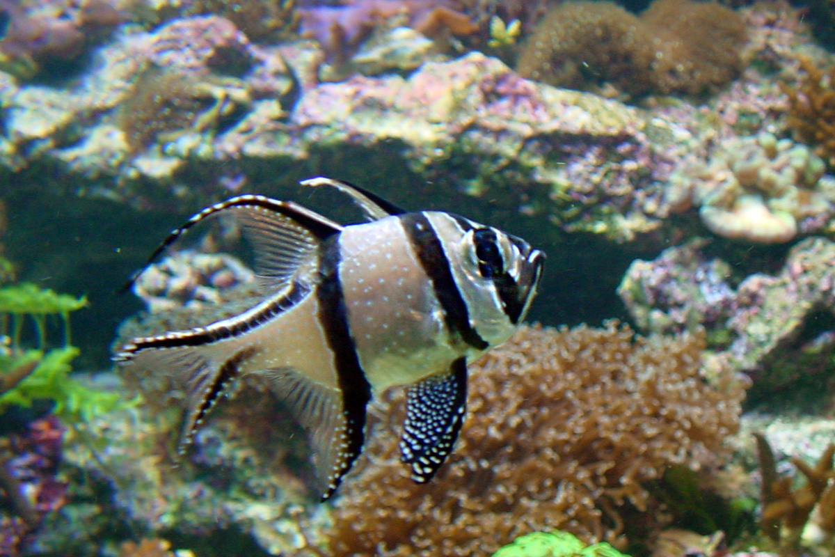Banggai Cardinalfish