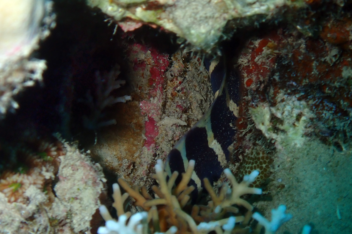 Barred Moray – シマアラシウツボ