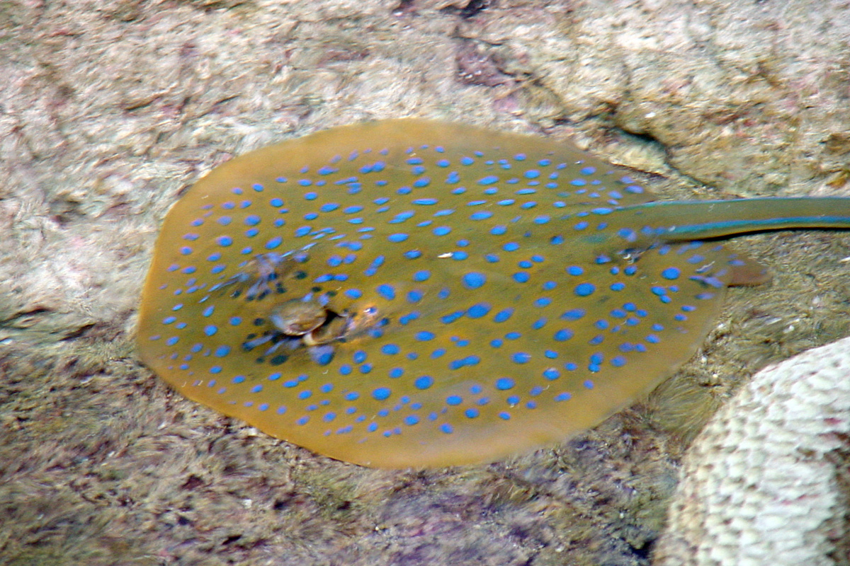 Bluespotted Fantail Ray – ルリホシエイ