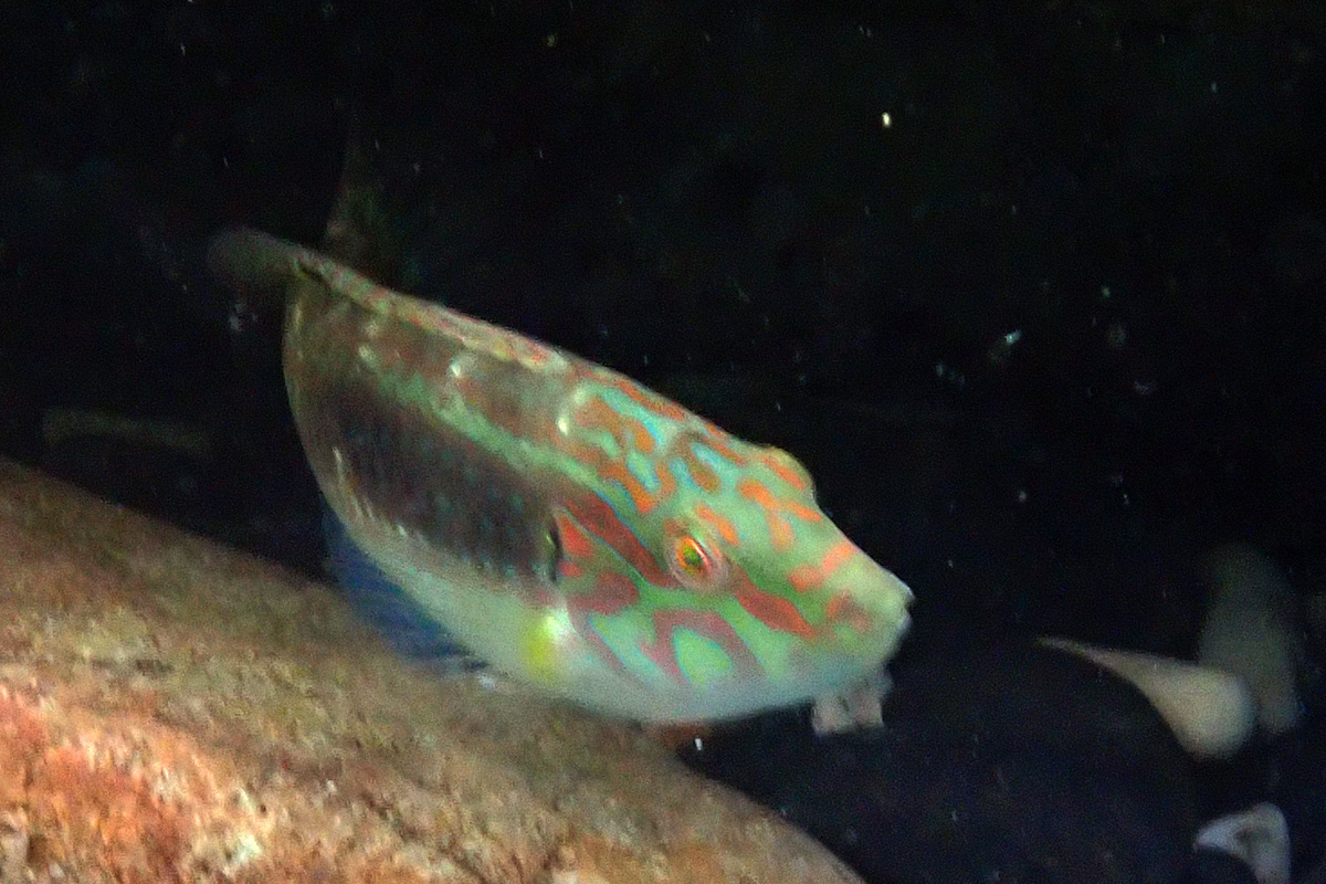 Cheek-ring Wrasse – ホホワキュウセン