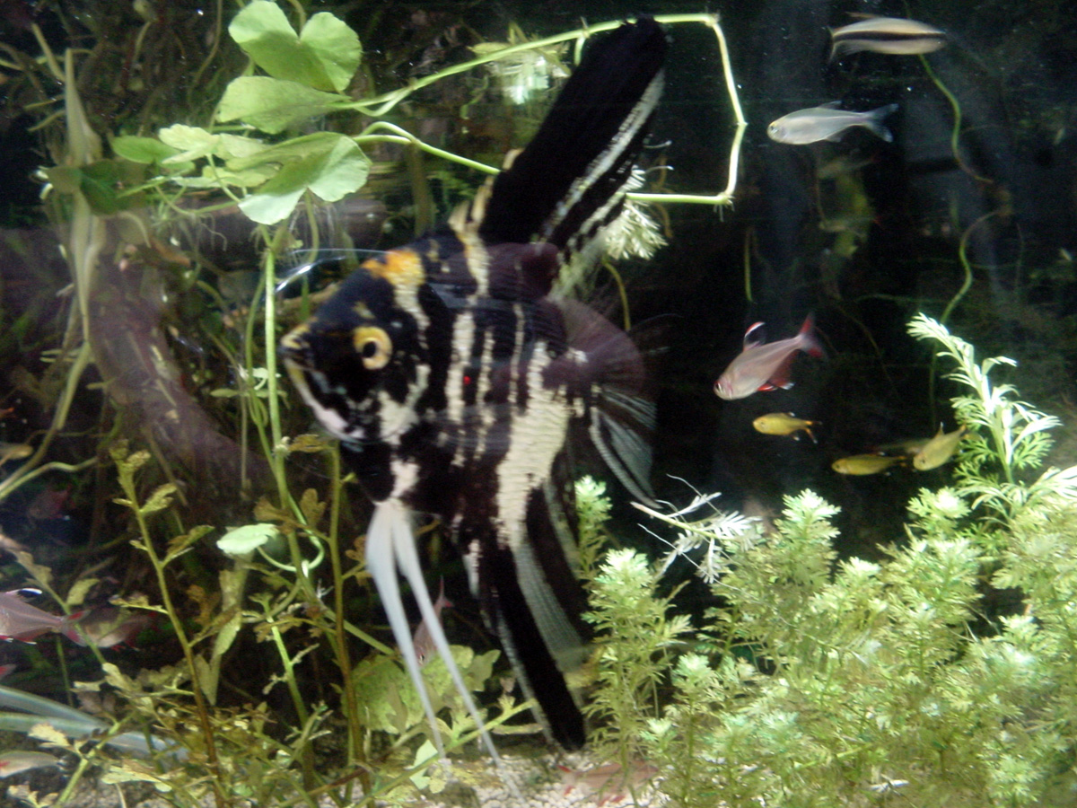 Freshwater Angelfish