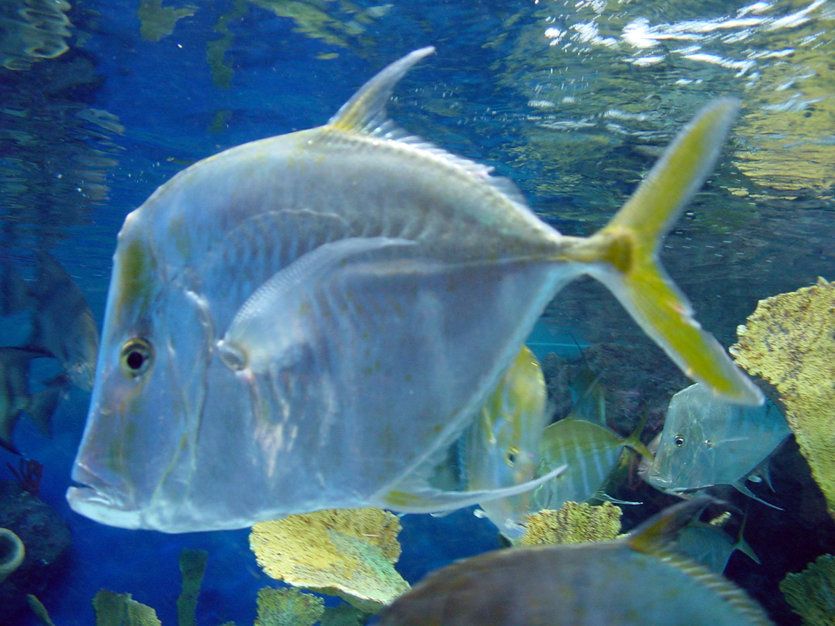 Hairfin Lookdown