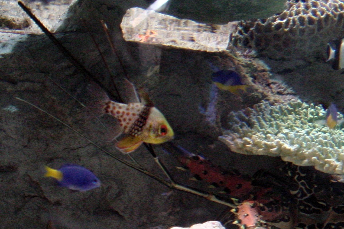 Pajama Cardinalfish – マンジュウイシモチ