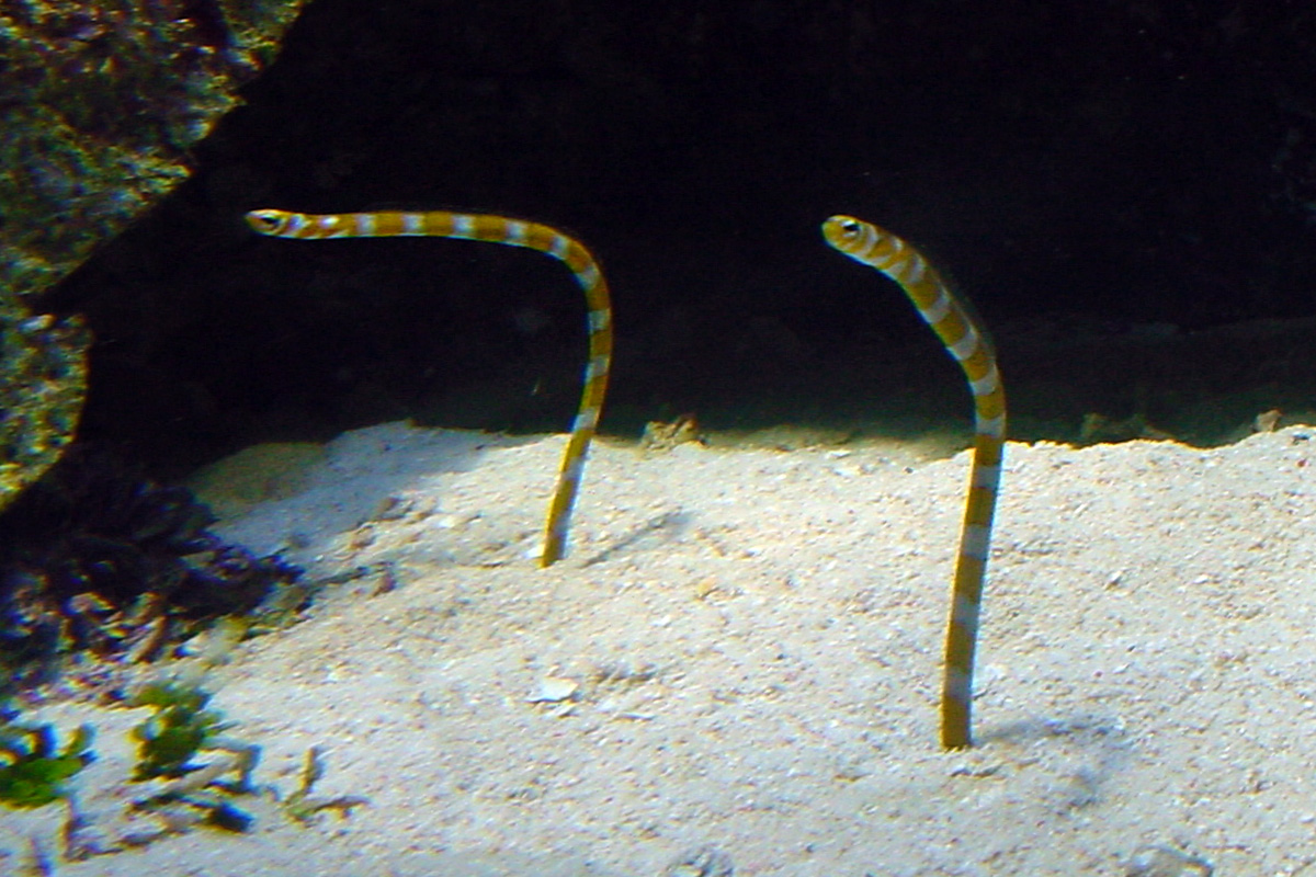 Splendid Garden Eel – ニシキアナゴ