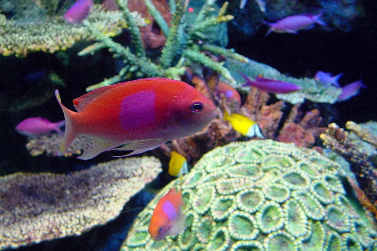 Squarespot Anthias