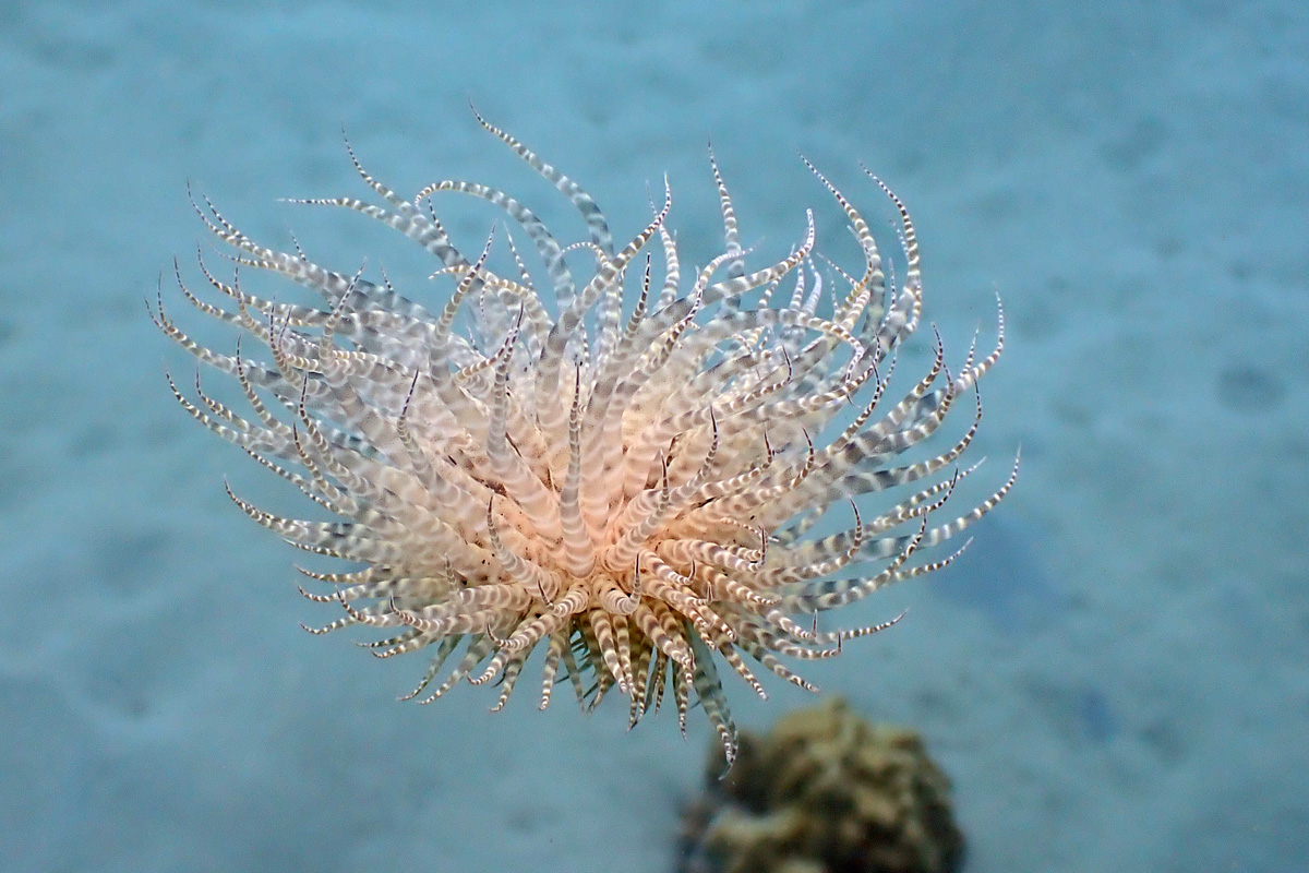 Swimming Anemone – オヨギイソギンチャク