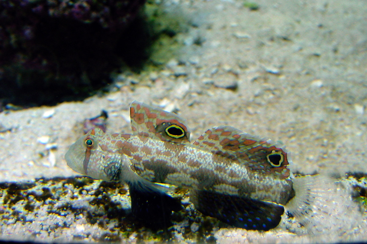 Twinspot Goby